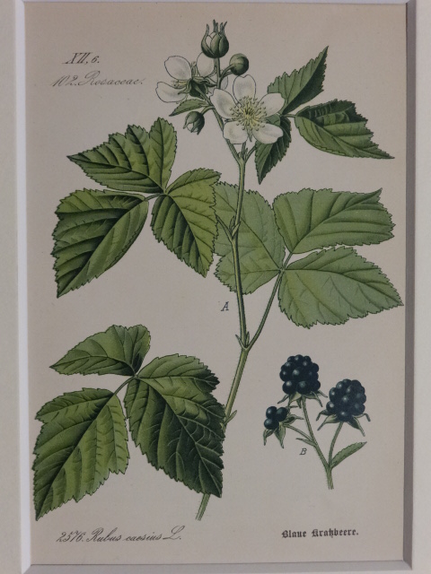 デューベリー Rubus caesius バラ科 - アンティーク・ボタニカルアート