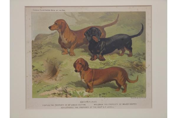 銅版画フランス製、犬の銅版画 額装済み スコッチテリア - 版画