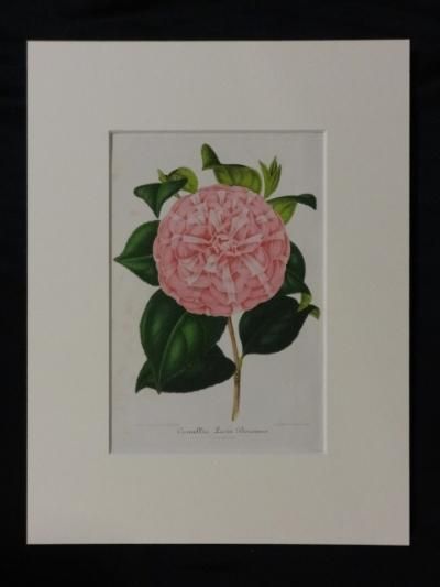 ツバキ,Camellia,ベッシャーフェルト,Verschaffelt