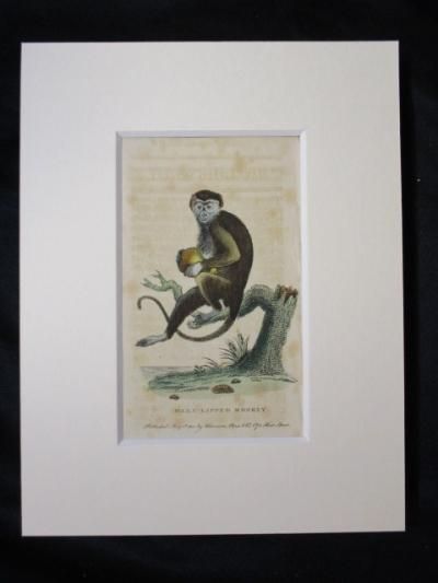 HARE-LIPPED MONKEY, MONKEY,猿,博物画,