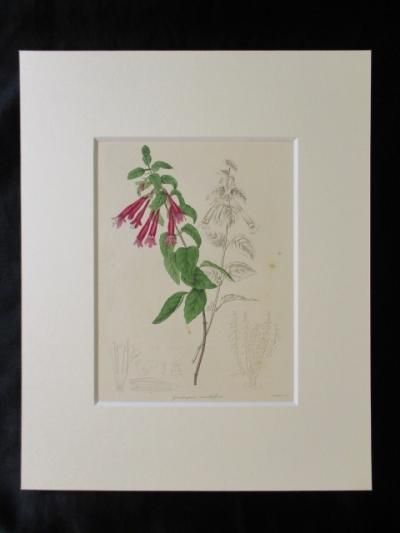 GARDOQUIA MULTIFLORA,ボタニカルアート,イギリス