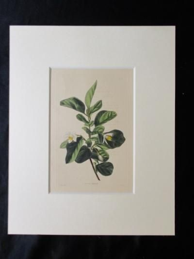 ★イギリス　ボタニカルアート　⑥ STYRAX OFFICINALE,ボタニカルアート,イギリス