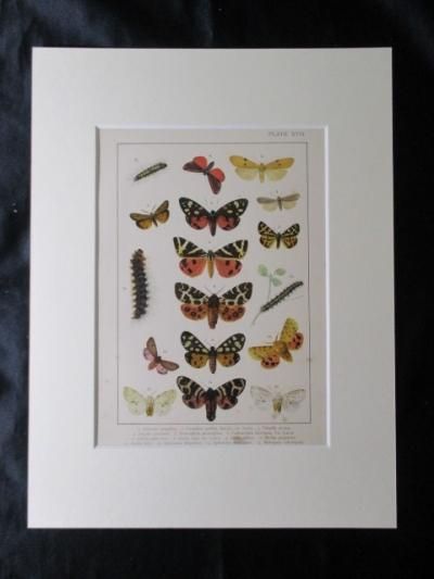 英国とヨーロッパの蝶と蛾 1895 イギリス 英国手彩色蝶類図譜