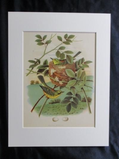 草下鳥 オオミチバシリ - Wikipedia