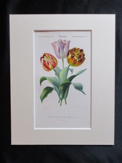 tulip, オルビニー,チューリップ,アンティーク,ボタニカルアート,博物画,稀覯本専門店