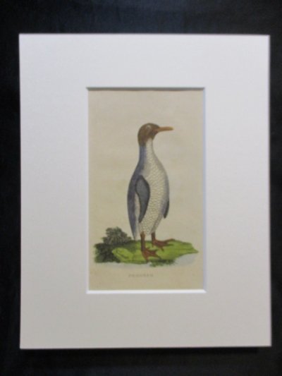 木版画,鳥,博物画,ジェンツーペンギン, Gentoo penguin, Pygoscelis papua