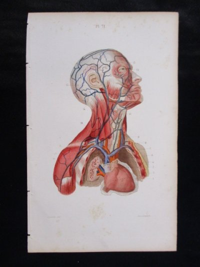 解剖学,フランス,人体