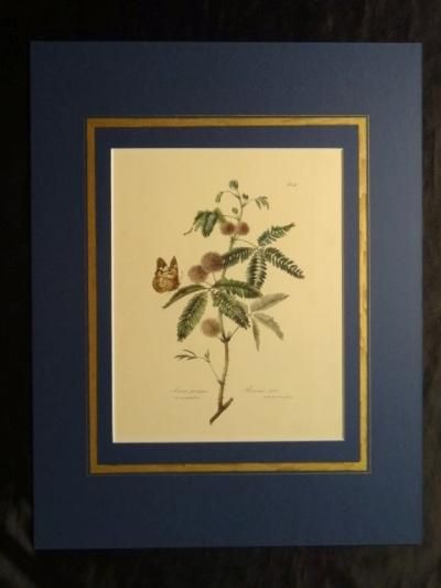 オジギソウ, エンゲルマン,Sensitive plant, Mimosa pudica