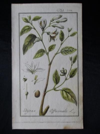 エゴノキ属, Storax, Styrax officinalis,ハーブ,薬用植物