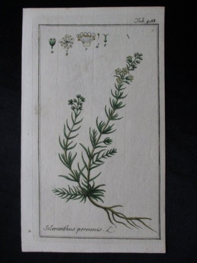 ナデシコ科, Perennial knawel, Scleranthus perennis,ハーブ,薬用植物 , アンティーク,ボタニカルアート