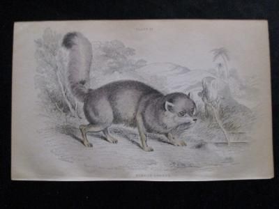 ウィリアム・ジャーディン,トルコキツネ, Turkish dog-fox