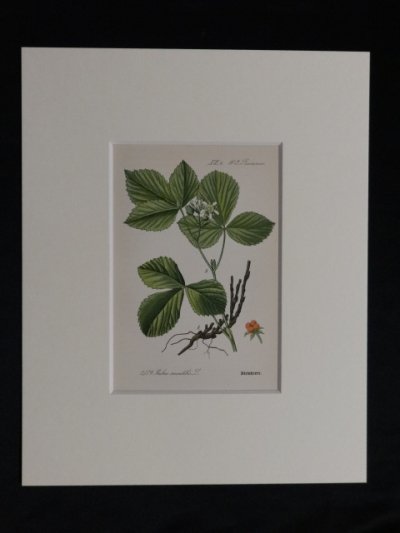 キイチゴ,Rubus suxatilis - アンティーク・ボタニカルアート