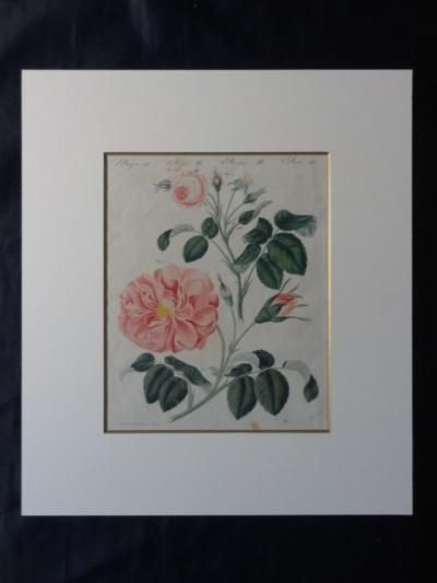 ボタニカルアート展