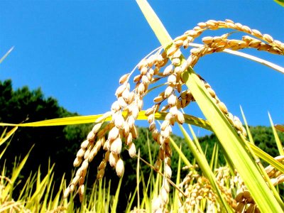 自然農法玄米