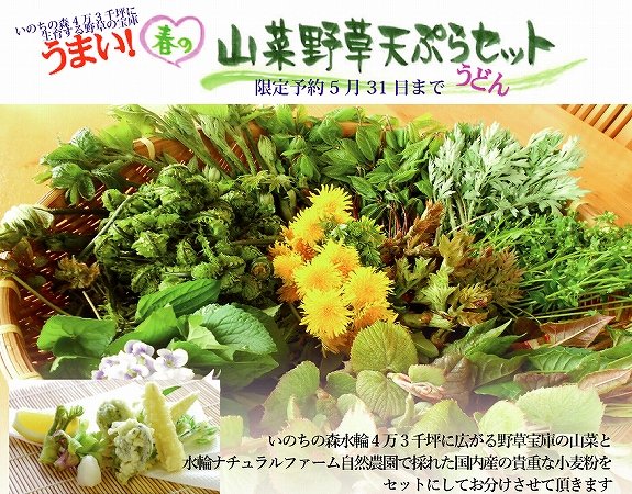 春の山菜野草天ぷらうどんセット 正真正銘 安心安全な本物の味 無農薬野菜と手作りお菓子の宅配 いのちの森 水輪