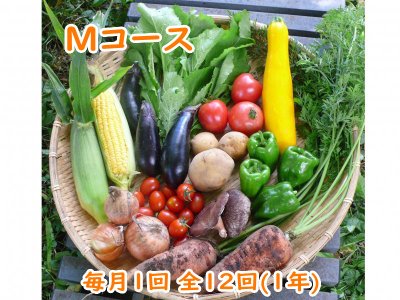 自然栽培 お野菜定期便 Mコース毎月1回 全12回(1年)（3,780円×12回分）