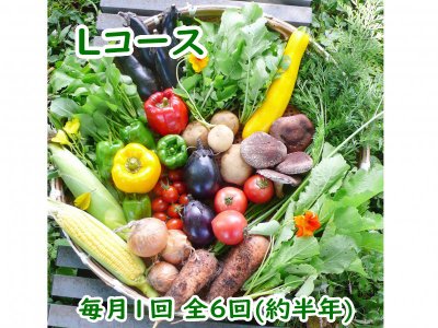自然栽培 お野菜定期便 Lコース毎月1回 全6回(約半年)（4,860円×6回分）