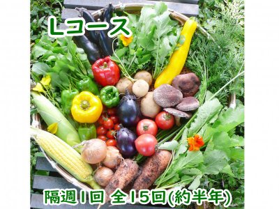 自然栽培 お野菜定期便 Lコース隔週1回 全15回(約半年)（4,860円×15回分）