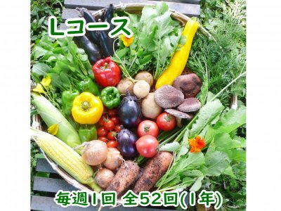 自然栽培 お野菜定期便 Lコース毎週1回 全52回(1年)（4,860円×52回分）