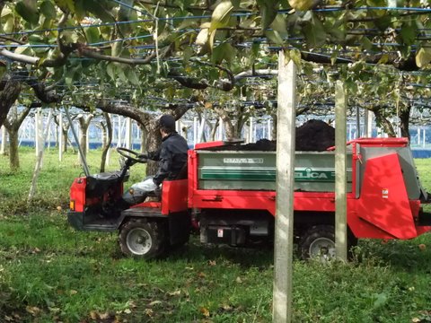 実りの秋のために堆肥を撒いています〜美味しい梨を願って〜