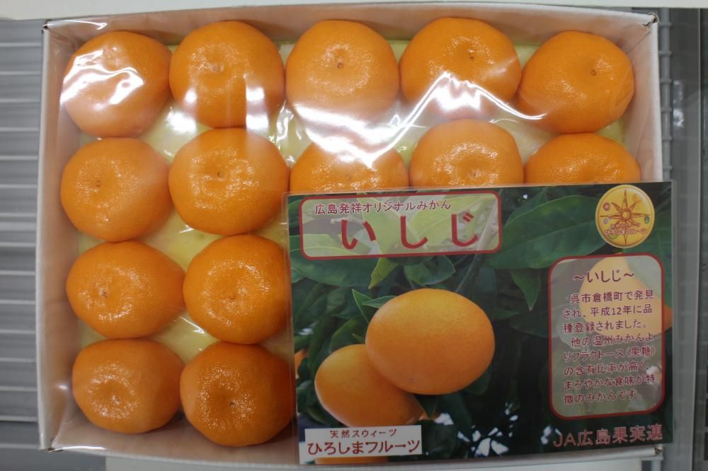 <img class='new_mark_img1' src='https://img.shop-pro.jp/img/new/icons1.gif' style='border:none;display:inline;margin:0px;padding:0px;width:auto;' />۹縩ߤե롼ġ