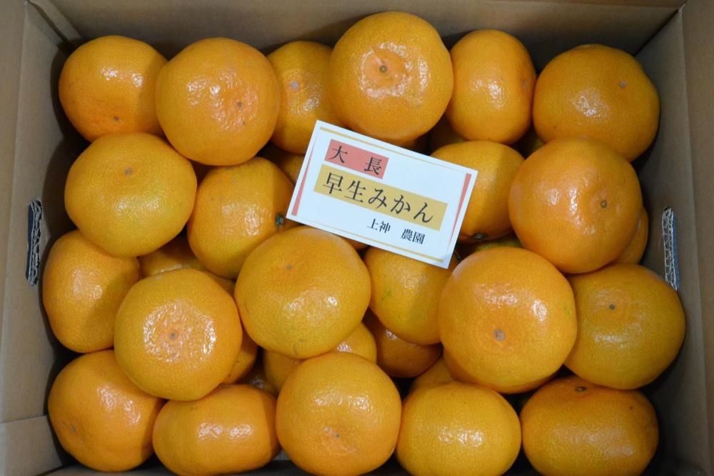 <img class='new_mark_img1' src='https://img.shop-pro.jp/img/new/icons1.gif' style='border:none;display:inline;margin:0px;padding:0px;width:auto;' />Ĺߤؾ̳ƻ