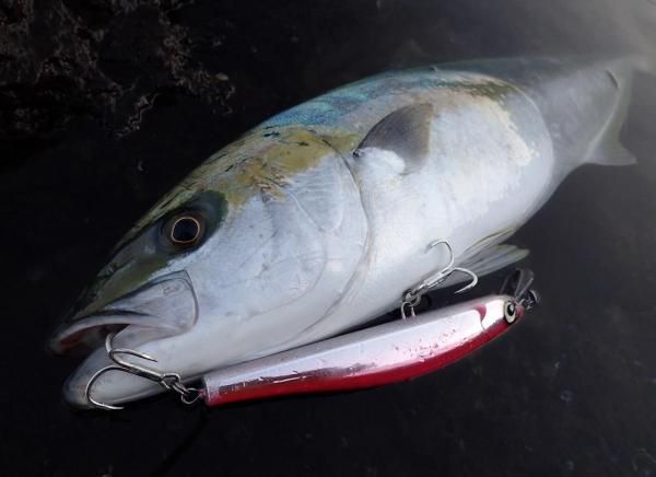 Atoll / ごんた-GONTA220 【220mm-84g】 - Blue water house Mobile shop