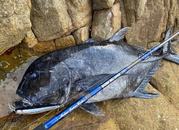 【新品】　アトール　ゴンタ220 Atoll / ごんた-GONTA220 【220mm-84g】 - Blue water house Mobile shop