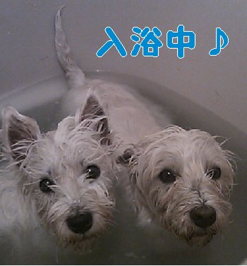 温泉と酵素 すすぎいらずの犬用シャンプー 犬用入浴剤 天然酵素ニコ 