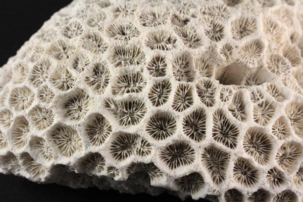 和歌山県産 珊瑚(菊目石) 1.05kg｜天然石 原石 通販 キラリ石