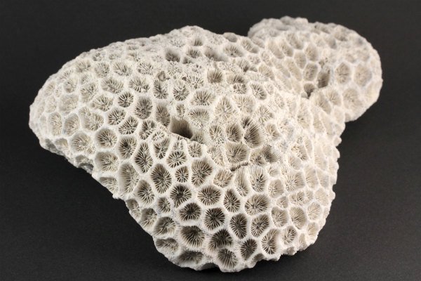 和歌山県産 珊瑚(菊目石) 1.05kg｜天然石 原石 通販 キラリ石