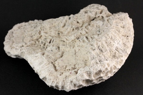 3 サンゴの化石 亀 (大) 天然石 菊目石 珊瑚 コラール 縁起物 魔除け