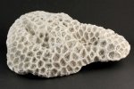 和歌山県産 珊瑚(菊目石) 1.05kg