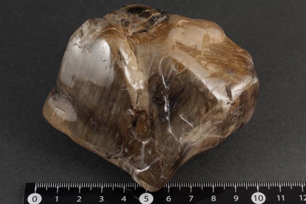 珪化木(木化石) 原石 磨き 398g｜天然石通販キラリ石