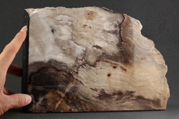 珪化木(木化石) 原石 磨き 210g｜天然石 原石 通販 キラリ石