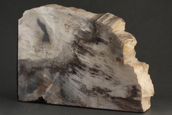 珪化木(木化石) 原石 磨き 210g｜天然石 原石 通販 キラリ石
