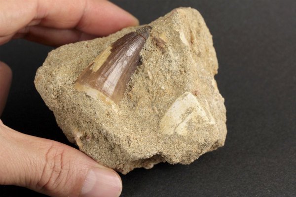 モササウルスの歯 母岩付き157g｜天然石や化石 通販キラリ石