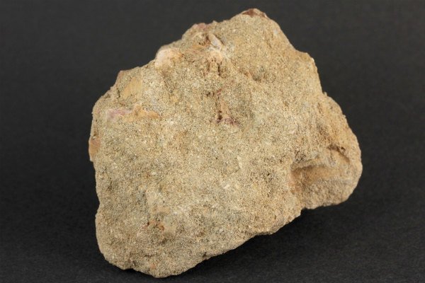 モササウルスの歯 母岩付き157g｜天然石や化石 通販キラリ石