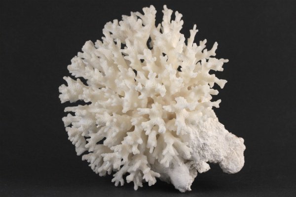 白珊瑚 白サンゴ 沖縄産 35年物 原木 フリマアプリ ラクマ | 珊瑚の ...