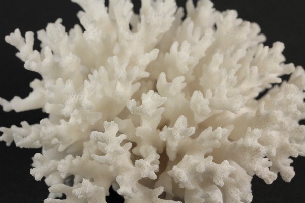 高知県産 白珊瑚 1.0kg｜天然石 原石 通販のキラリ石