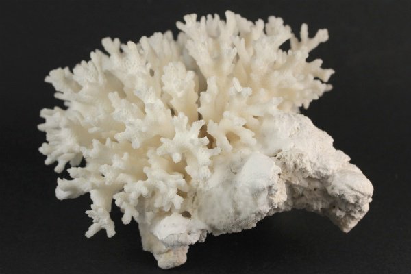 奄美大島産 白珊瑚 279g｜天然石 原石 通販のキラリ石