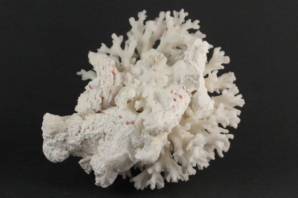 奄美大島産 白珊瑚 279g｜天然石 原石 通販のキラリ石