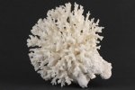 高知県産 白珊瑚 1.0kg
