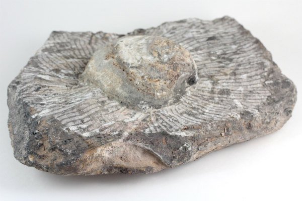 旧家から　化石　貝化石　岩付き　原石　/盆栽用品 　盆石
