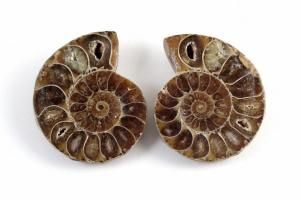 アンモナイト 化石 ペア62g｜天然石 化石 通販 キラリ石