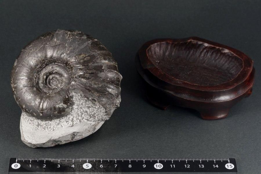 北海道芦別市産　アンモナイト　アナゴードリセラス　化石 北海道芦別市産 アンモナイト アナゴードリセラス 化石 - メルカリ