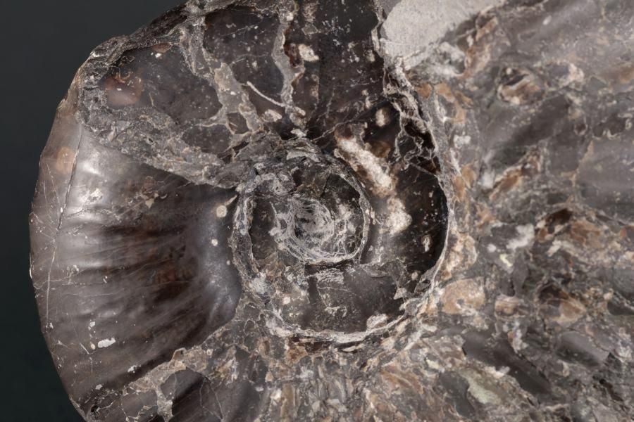 ʥȲ ̳ƻ ʥɥꥻ饹 1.1kg - ¾2