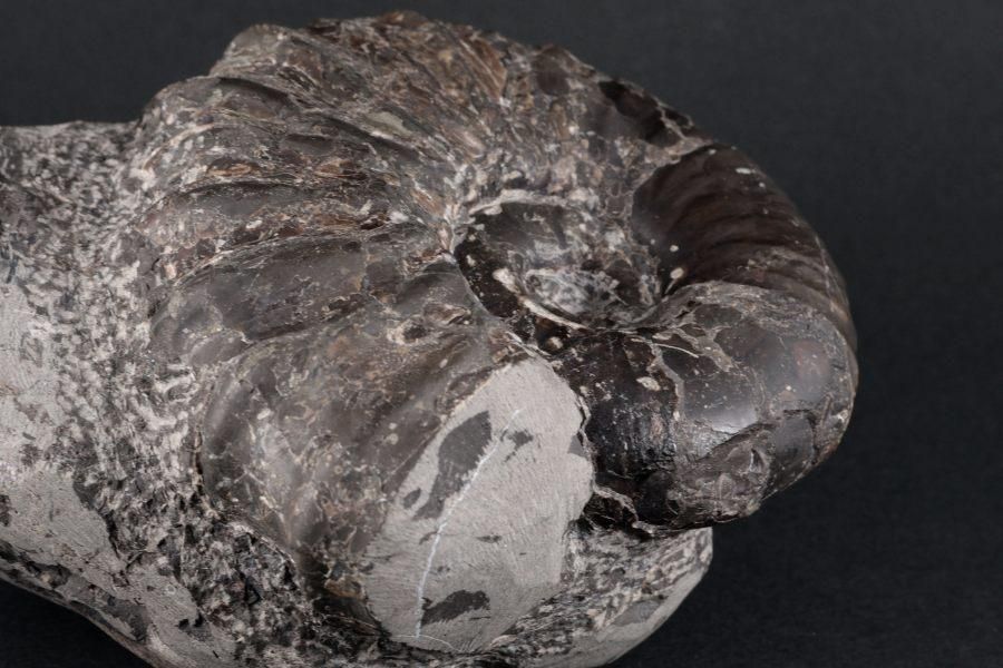 アンモナイト化石 北海道産 アナゴードリセラス 494g｜キラリ石