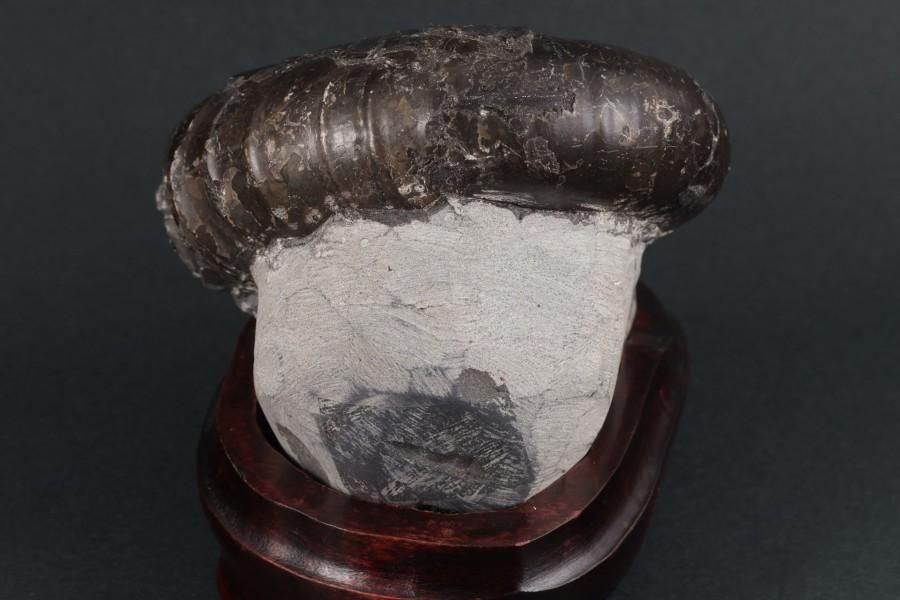 アンモナイト化石 北海道産 アナゴードリセラス 494g｜キラリ石