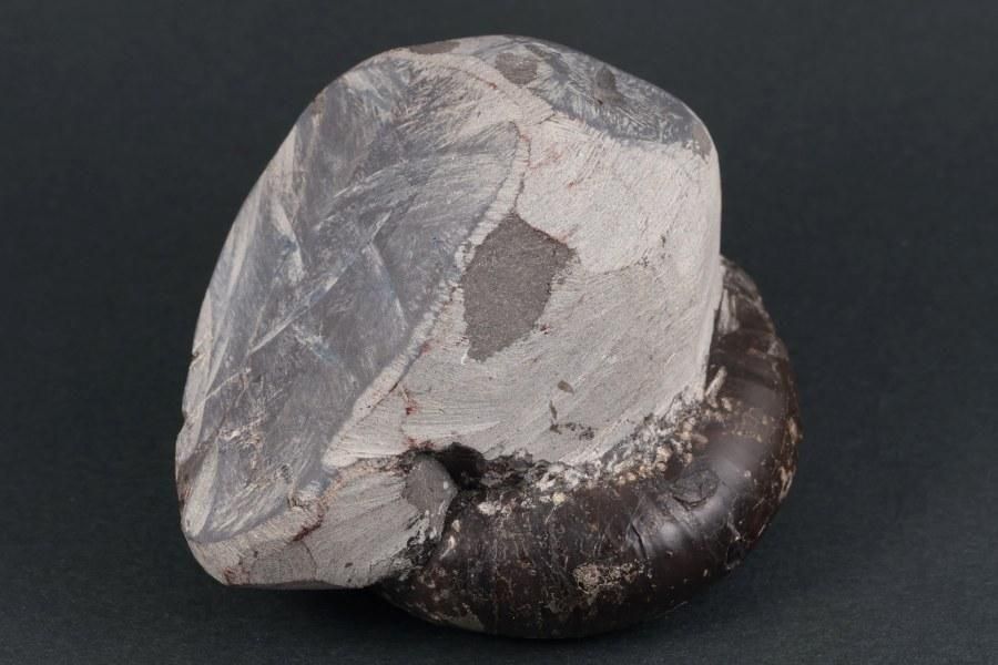 アンモナイト化石　プロリエリセラス　特大 アンモナイト化石 プロリエリセラス 特大 直径最大部36ミリ